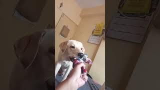 love from mylo #goldenretriever #funny #puppy #pets #love