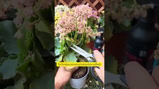 how to prune kalanchoe wilted #prune #garden #gardenflower #shorts