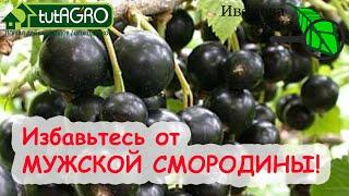 РАСПОЗНАТЬ и ОБЕЗВРЕДИТЬ МУЖСКУЮ СМОРОДИНУ! Урожай не нравится? Посмотрите на БОЛЕЗНИ СМОРОДИНЫ!