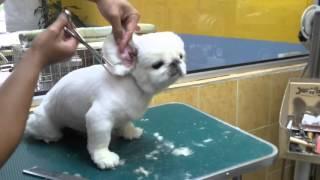 PEKINGESE FULL GROOMING @ JY PET SALON