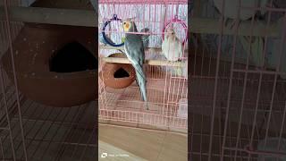 Original Sound| #birds #budgies #pets #parrot #budgie #baby #reels #lovebirds #reels #viral #yt #new