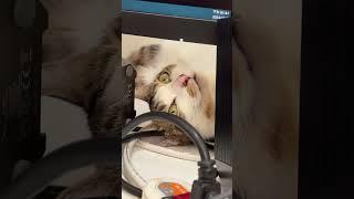 #beanbean #cute #cat #murmur #takeanap