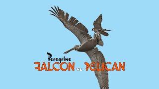 Falcon vs Pelican