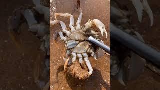 Catching Seafood  Deep Sea Octopus (Catch Crab, Catch Fish) - Tik Tok #24