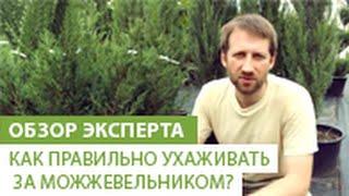 Как правильно ухаживать за можжевельником?