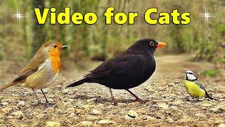 Catflix : Videos for Cats TV ~ Birds for You and Your Cat to Watch  ⭐ 8 Hours of Cat TV ⭐