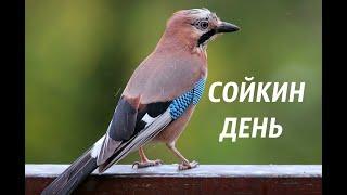 11 декабря  #Сойкин ДЕНЬ