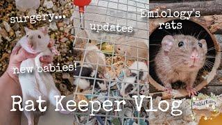 I adopted @Emiology 's rats and new babies!️ | Rat Keeper Vlog