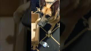 German Shepherd Dog putting bottles away in #box #shorts #short #recycle #funny #cute #ylyl