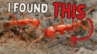 I Tried Finding Ants in a Severe Drought