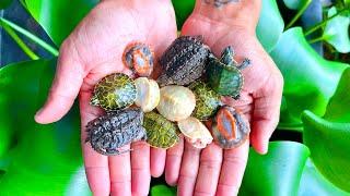 NEW! CUTE Rare BABY Turtles!