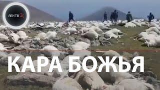 Удар молнии убил более 500 овец в Грузии | Видео