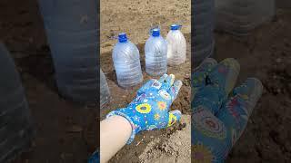 Капусту на рассаду сею только так: под бутылку.