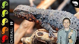 Chinese Crocodile Lizard, The Best Pet Lizard?