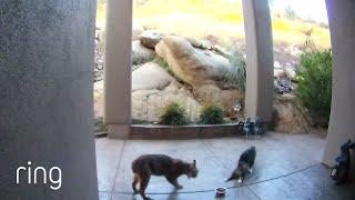 Brave Kitty Doesn’t Give Up When Bobcat Tries to Steal His Food｜RingTV