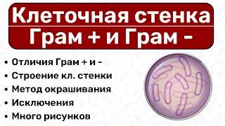 Клеточная стенка бактерий: Грам + и Грам -, окраска по Граму / Микробиология