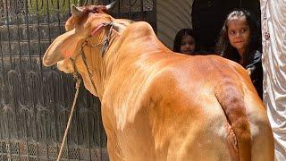 Jalal house qurbani bachri 2020