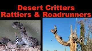 Desert critters: Rattlers  & Roadrunners, Oh My!