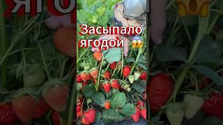 Мега урожай от клубники сорта Маригетт ️ #ежевика #клубника #дача #огород #сад #рассада #урожай