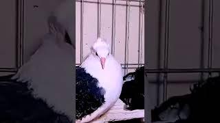 #pigeon #fancypigeon #parrot #fancy #pigeonwings #fancybird #kabootar #whitepigeon #march18 #pet