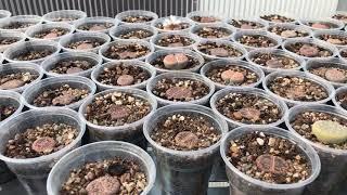 Литопс (Lithops) - живой камень - необычный суккулент в коллекции Георгия Аристова