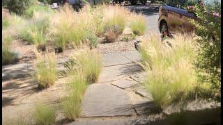 Mexican Feather Grass, Stipa tenuissima