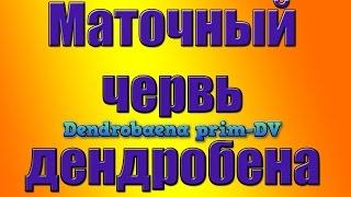 Червь Дендробена маточный червь.Разведение червя.Червь для рыбалки.дождевые черви.червь купить