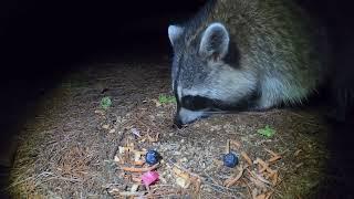 Nighttime Critters - 10 Hours of Raccoons and Mice - Sept 17, 2022