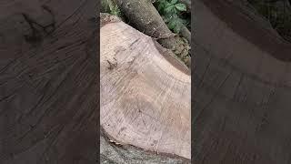 Chainsaw Log Milling Wood Slabs With Portable Sawmill Attachment