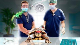 On OPÈRE une TORTUE et on récupère les REPTILES du 14000L !