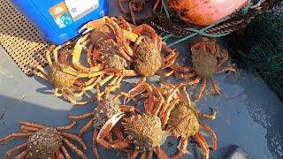 Big Spiders Crabs In the pots - Delicious Crab Sandwich!