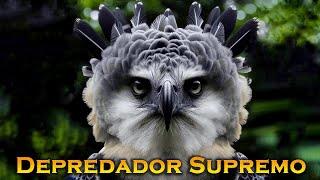  HARPY EAGLE: The Mighty Monarch of the Skies Guardians of the Rainforests.