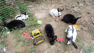 Reks bicolor 2 oylik quyonchalar. Funny and cute baby bunny rabbits. 27 may 2022y. Dilyorbek Quva.