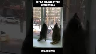 Когда ждешь стрим Песенотика #shorts