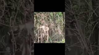 Wild Elephant