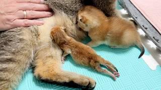 Trying to teach a newborn kitten to feed from a foster mother cat