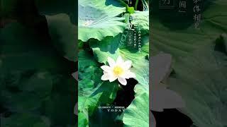 夏风轻拂，绿叶轻摇，仿佛是大自然在低语，讲述着关于成长与收获 #荷塘美景 #初夏的味道 #旅行