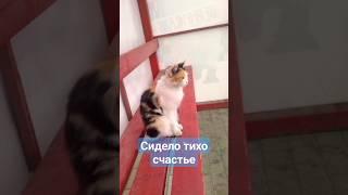 кошки #животные#chats#cats#стихи