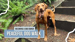 Calming Morning Forest Walk with My Dog Willa | Peaceful Off-Leash Dog Adventure