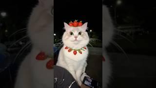 Ya ternyata ante ayu jelmaan kucing  #stroberry #cat #kucing #youtubeshorts