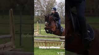 Before vs. After effects, Which one do u prefer? ️ #harlow #equestrian #dandy #rolo #popcorn