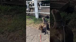 Реакция коровы на то, что она впервые увидела выдру #shorts #aty #otter #WaterSausage