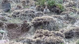 Keklik Avı (Bağlı) - الحجل طائر - куропатка - partridge