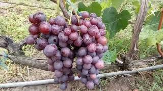Сорта винограда Цимус, Сакура, Донецкий арочный, сеянцы и школка 2 сентября 2021.