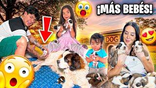 ¡NACIMIENTO DE BEBÉS!  Mi OTRA perrita también dio a luz y fue INCREÍBLE ️