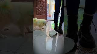 Children were bullied and shouted#Short #Officer Rabbit #angel