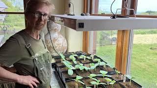 Gourd Seedlings: Treat Them Right!