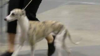 Vesper & Olive in Puppy Bitch 9-12 7.18.10.MP4