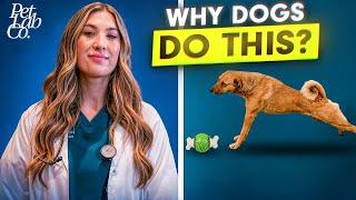 Why Is My Dog Barking And Ignoring Me? Vet Advice For Playtime And Snuggles