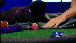 Pet of the Week: Cranberry the Cat